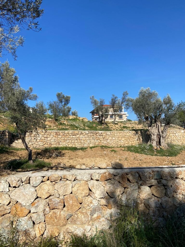 Seferihisar Orhanlı Mahallesi Satılık Zeytinlik