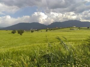 Agricultural Land For Sale in Turkey 1 Agricultural Land For Sale in Turkey